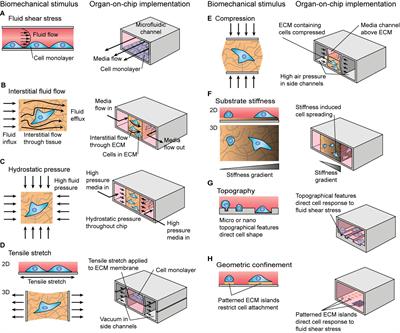 Mechanical Stimulation: A Crucial Element of Organ-on-Chip Models